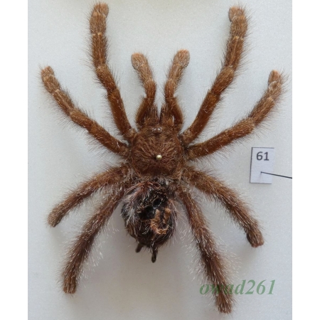 Spider ex. ovo +95mm61